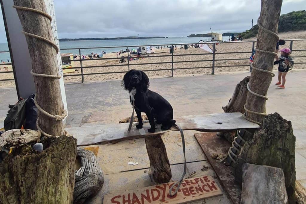 Dog friendly pubs in Tenby