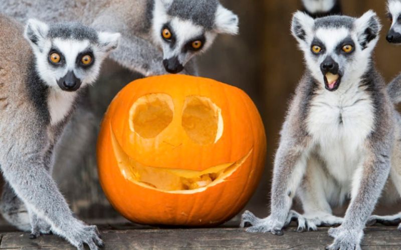 Folly Farm animals with a pumpkin for halloween.