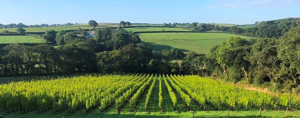 Velfrey Vineyard is a beautiful Welsh vineyard, just a 10-minute drive from Narberth.