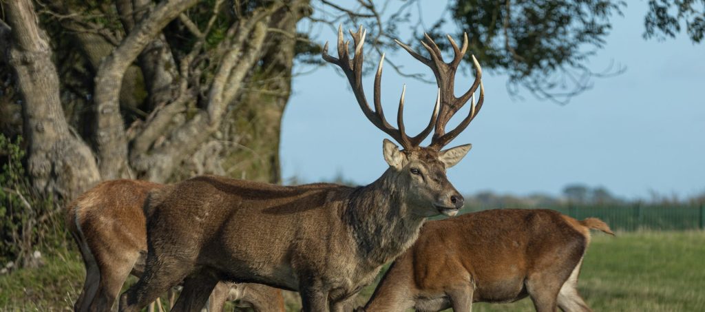 deer park tenby